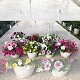 Dipladénia et Plantes Fleuries : CONFETTTI GARDEN SUSPENSION EN POT DE 20CM