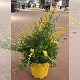 Dipladénia et Plantes Fleuries : CYTISUS (GENÊT) POT DE 20CM