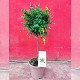 Dipladénia et Plantes Fleuries : CYTISUS (GENÊT) SUR TIGE POT DE 20CM HAUTEUR 70CM