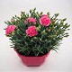 Dipladénia et Plantes Fleuries : DIANTHUS CARNELIA (OEILLET) EN COUPE DE 20CM PROMO