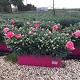 Dipladénia et Plantes Fleuries : DIANTHUS CARNELIA (OEILLET) JARDINIÈRE DE 40CM