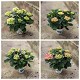 Dipladénia et Plantes Fleuries : HORTENSIA POT DE 17CM