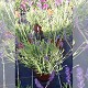 Dipladénia et Plantes Fleuries : LAVANDE EARLY BLUE POT DE 17CM