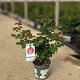 Dipladénia et Plantes Fleuries : ROSIER MEILAND EN POT DE 20CM