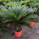 Dipladénia et Plantes Fleuries : CYCAS REVOLUTA EN POT DE 30CM
