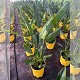 Dipladénia et Plantes Fleuries : STRELITZIA REGINAE EN POT DE 20CM