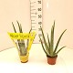 Dipladénia et Plantes Fleuries : ALOE VERA EN POT DE 12CM