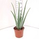 Dipladénia et Plantes Fleuries : ALOE VERA EN POT DE 21CM