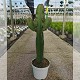 Dipladénia et Plantes Fleuries : EUPHORBIA INGENS RAMIFIÉ EN POT DE 23CM