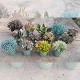 Dipladénia et Plantes Fleuries : MIX SUCCULENTES EN POT DE 19CM
