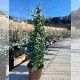 Dipladénia et Plantes Fleuries : EUCALYPTUS PYRAMIDE EN POT DE 24CM HAUTEUR 110CM