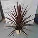 Dipladénia et Plantes Fleuries : CORDYLINE AUSTRALIS RED STAR EN POT DE 17CM