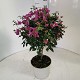 Dipladénia et Plantes Fleuries : BOUGAINVILLIER TIGE POT DE 23CM HAUTEUR 90CM