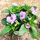 Dipladénia et Plantes Fleuries : IMPATIENT DE NOUVELLE-GUINÉE POT DE 17CM