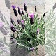 Dipladénia et Plantes Fleuries : LAVANDE STOECHAS 