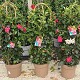 Dipladénia et Plantes Fleuries : DIPLADÉNIA TRIPLE ARCHE POT DE 27CM HAUTEUR 110CM