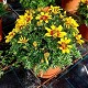 Dipladénia et Plantes Fleuries : BIDENS POT DE 17CM