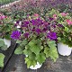 Dipladénia et Plantes Fleuries : CINÉRAIRE PERICALIS EN POT DE 20CM