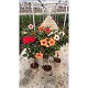 Dipladénia et Plantes Fleuries : HIBISCUS TIGE POT DE 23CM