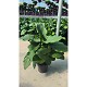 Dipladénia et Plantes Fleuries : ARUM BLANC POT DE 17CM