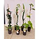 Dipladénia et Plantes Fleuries : ARBRES FRUITIERS TROPICALS MIX POT DE 17CM