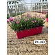 Dipladénia et Plantes Fleuries : DIANTHUS PINK KISS (OEILLET) EN JARDI DE 40CM 