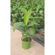 Dipladénia et Plantes Fleuries : BANANIER MUSA BASJOO POT DE 22CM