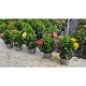 Dipladénia et Plantes Fleuries : HIBISCUS POT DE 40CM