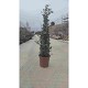 Dipladénia et Plantes Fleuries : EUCALYPTUS PYRAMIDE EN POT DE 24CM HAUTEUR 110CM