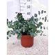 Dipladénia et Plantes Fleuries : EUCALYPTUS GUNNII EN POT DE 19CM