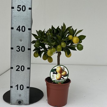 C15 AGRUMES POT DE 15 CM