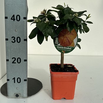 C15 AGRUMES POT CARRÉ DE 15 CM