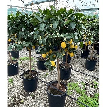 C35 AGRUMES POT DE 35 CM