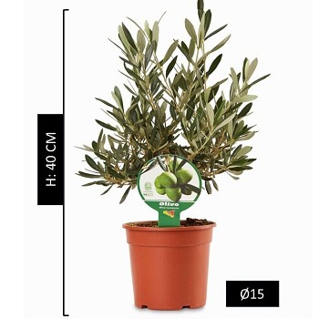 OL15CV OLIVIER BUISSON POT DE 15 CM