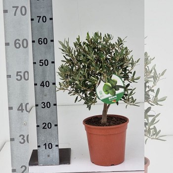 OL22CV OLIVIER BUISSON POT DE 22 CM