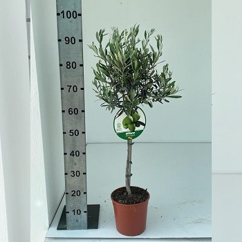 OL19V OLIVIER TIGE POT DE 19 CM
