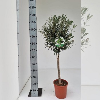OL22V OLIVIER TIGE POT DE 22 CM