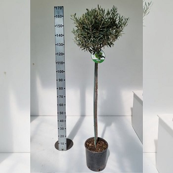 OL24V OLIVIER TIGE POT DE 24CM