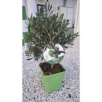 OLI19QCV OLIVIER BUISSON POT CARRÉ DE 19CM