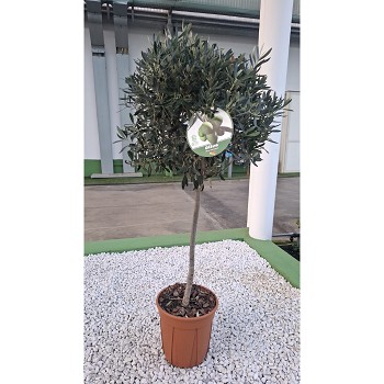 OLBAS26V OLIVIER BASSE TIGE EN POT DE 26CM