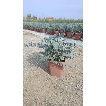 EUC19QV EUCALYPTUS CINEREA EN POT CARRÉ DE 19CM