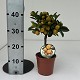 Nos Agrumes : C15 AGRUMES POT DE 15 CM