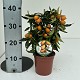 Nos Agrumes : C15 AGRUMES ESPALIERS POT DE 15 CM