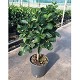 Nos Agrumes : C22 AGRUMES POT DE 22 CM