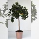 Nos Agrumes : C26 AGRUMES POT DE 26 CM