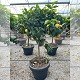 Nos Agrumes : DPC EXTRA BEAU AGRUMES EN POT DÉCO DE 55 CM