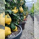 Nos Agrumes : EDP EXTRA BEAU AGRUMES ESPALIER POT DECO DE 55 CM