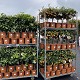 Nos Agrumes : C22 AGRUMES POT DE 22 CM