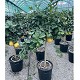 Nos Agrumes : C35 AGRUMES POT DE 35 CM