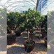 Nos Agrumes : DPC EXTRA BEAU AGRUMES EN POT DÉCO DE 55 CM